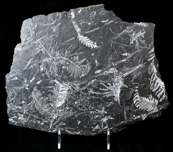 Fossil Seed Fern Plate - Pennsylvania #15858